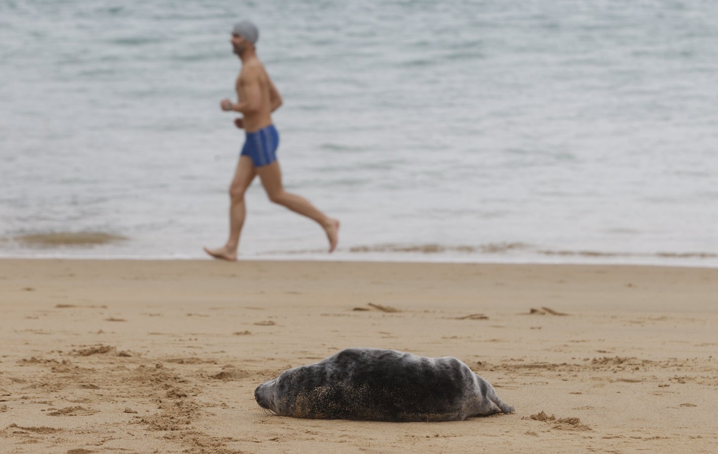 Una foca visita la playa de Ondarreta