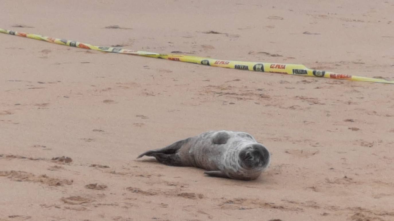 Una foca visita la playa de Ondarreta