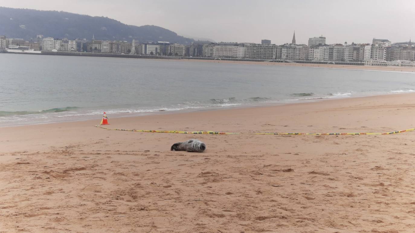 Una foca visita la playa de Ondarreta