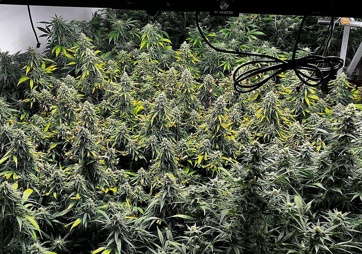 Imagen principal - El pabellón contaba con todo tipo de sistemas de iluminación, riego y ventilación.