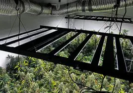 Plantación 'indoor' de marihuana desmantelada en Astigarraga.