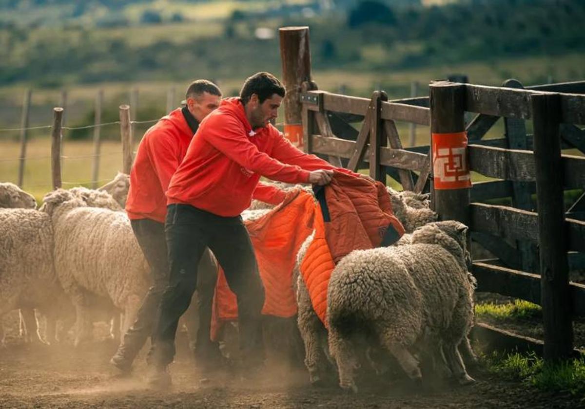 Xabi Prieto y Mejuto, en la prueba de las ovejas de El Conquis.