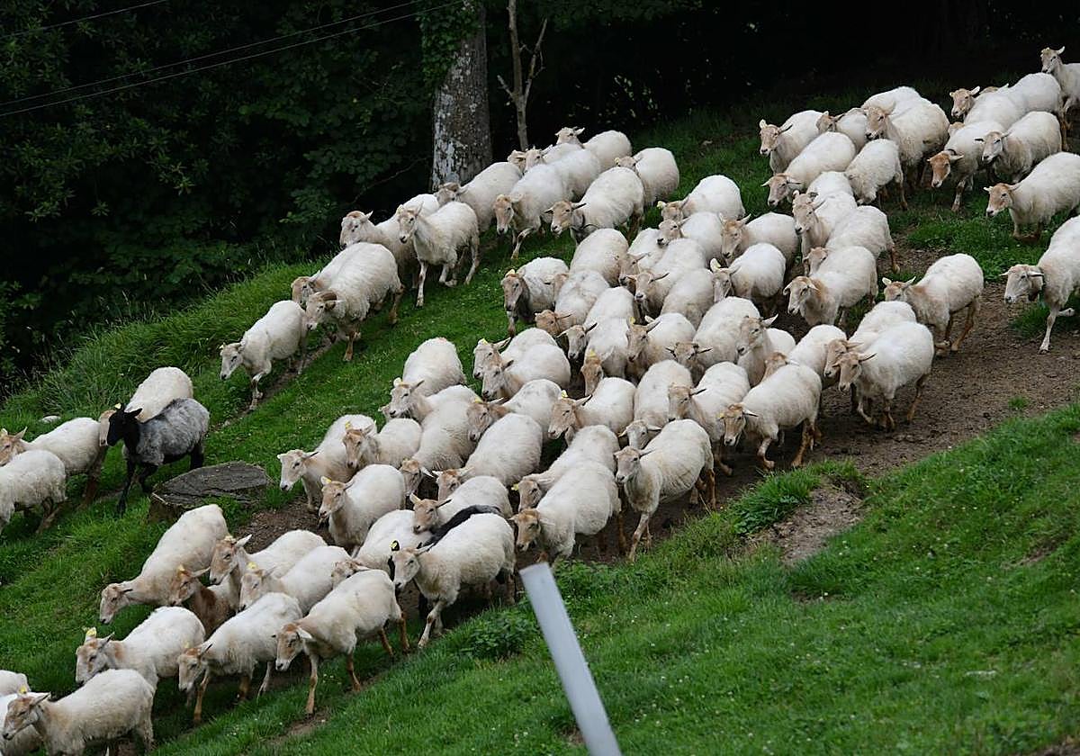 Eguzki-borda gaztandegira bisita gidatua antolatu dute iganderako