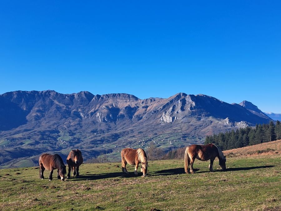 Musaio, al abrigo de las hayas trasmochas