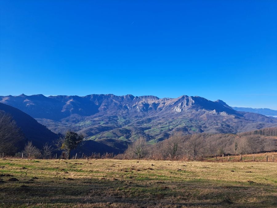 Musaio, al abrigo de las hayas trasmochas