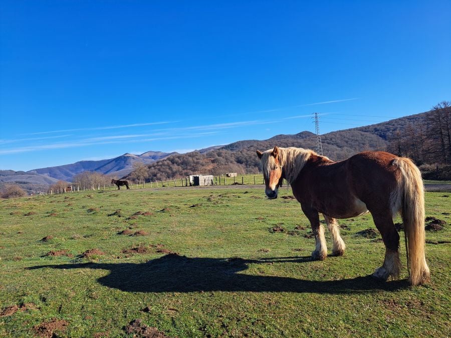 Musaio, al abrigo de las hayas trasmochas