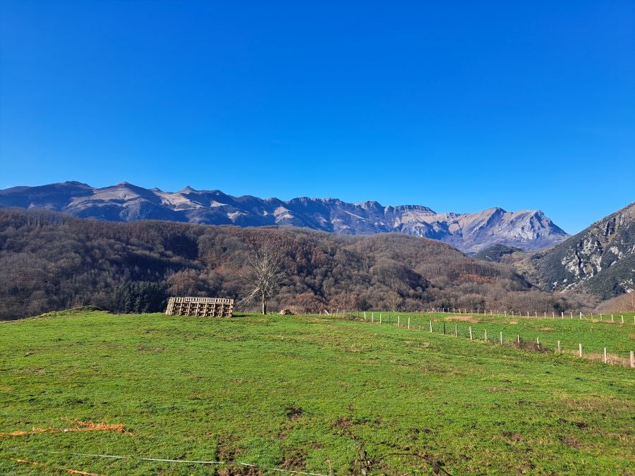 Musaio, al abrigo de las hayas trasmochas