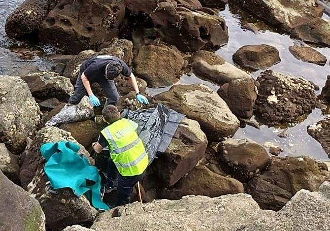 Operarios recogen el cuerpo de la foca.