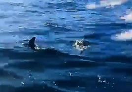 Navegando entre una familia de delfines frente a Jaizkibel
