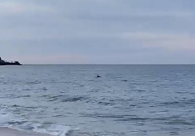 Un grupo de delfines nadan en la playa de La Concha de San Sebastián