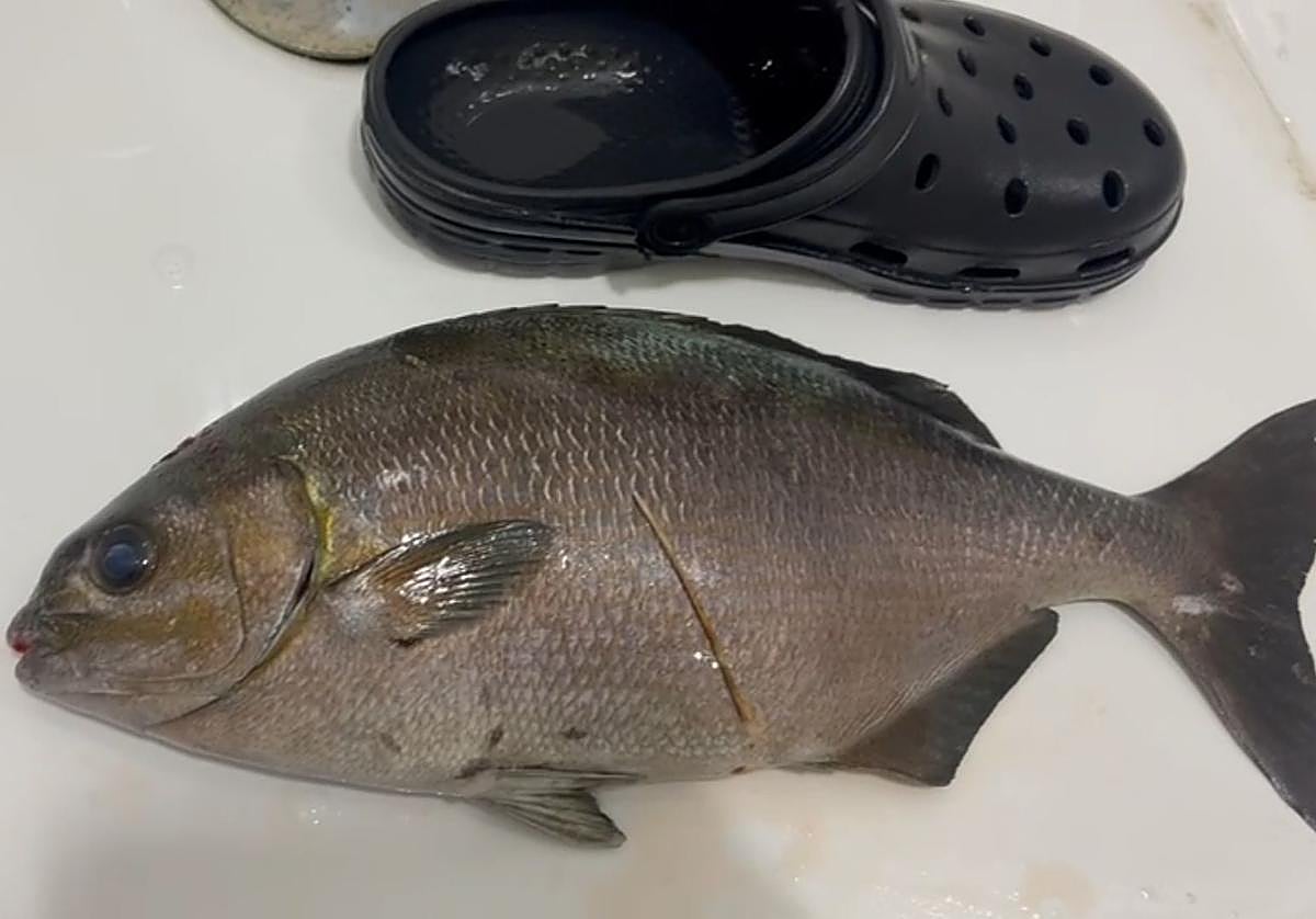Ejemplar de salpa brasileña pescado en Lekeitio.