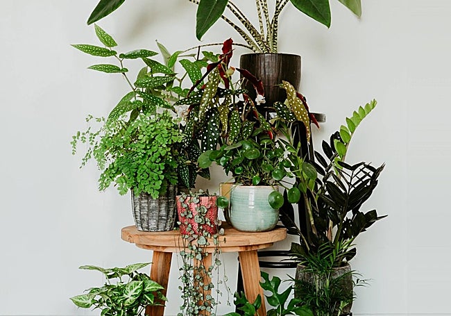 Jardín interior con plantas