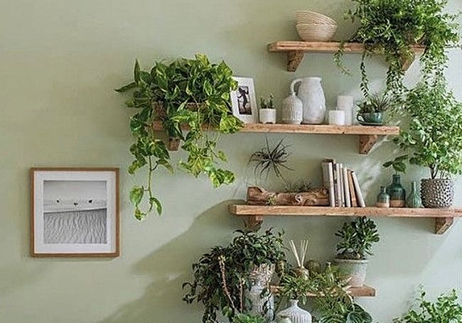 Estanterías de madera con plantas