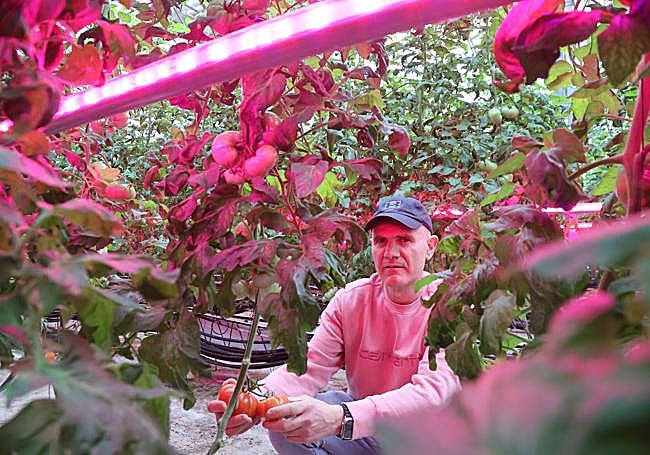 Xabier Alberro sujeta un tomate iluminado por la luz LED rosa de un invernadero de Urnieta.