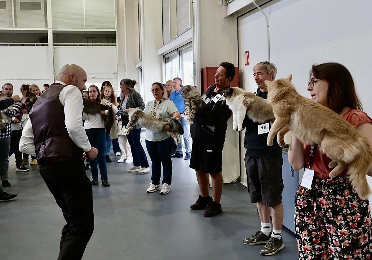 Imagen principal - Los ejemplares de pelo largo, siempre entre los más destacados.