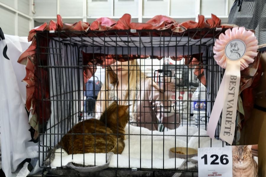 Exposición Felina en Ficoba