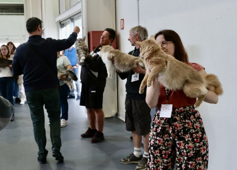 Exposición Felina en Ficoba