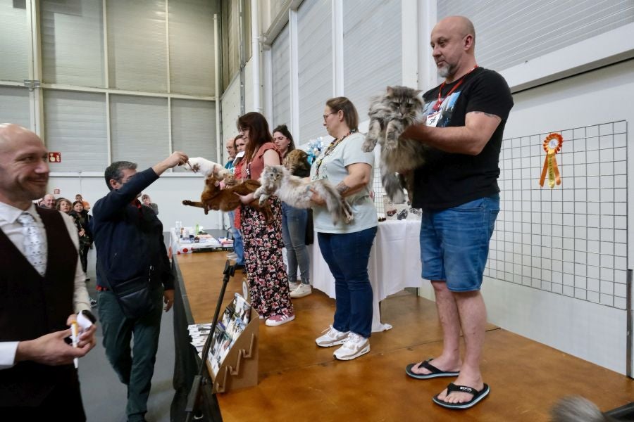Exposición Felina en Ficoba