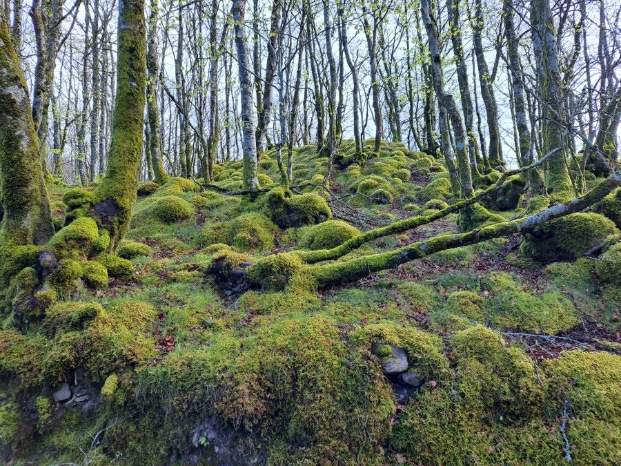 Irukurutzeta, siempre sorprendente