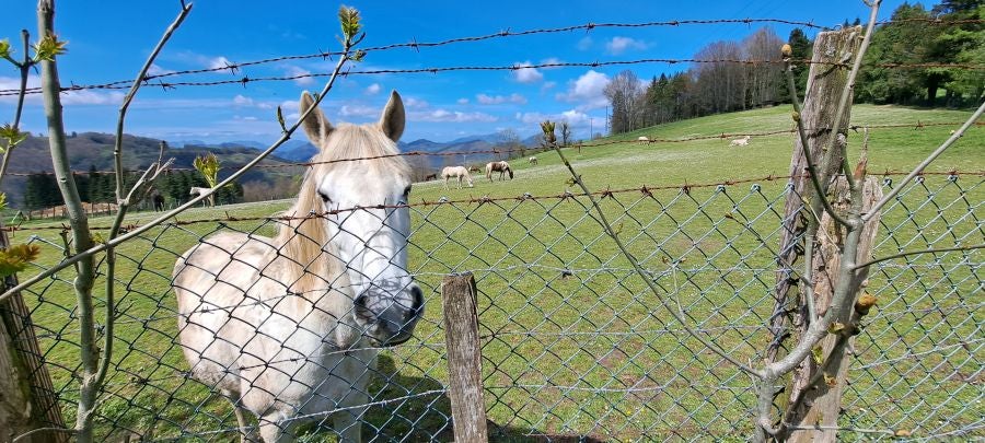 Irukurutzeta, siempre sorprendente