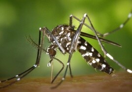 Imagen de Aedes albopictus, mosquito tigre.
