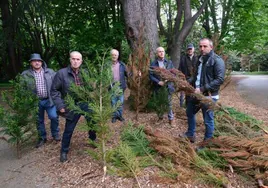 Varias de las criptomerias taladas hace menos de dos semanas en terrenos plantados en Azpeitia y Zestoa.