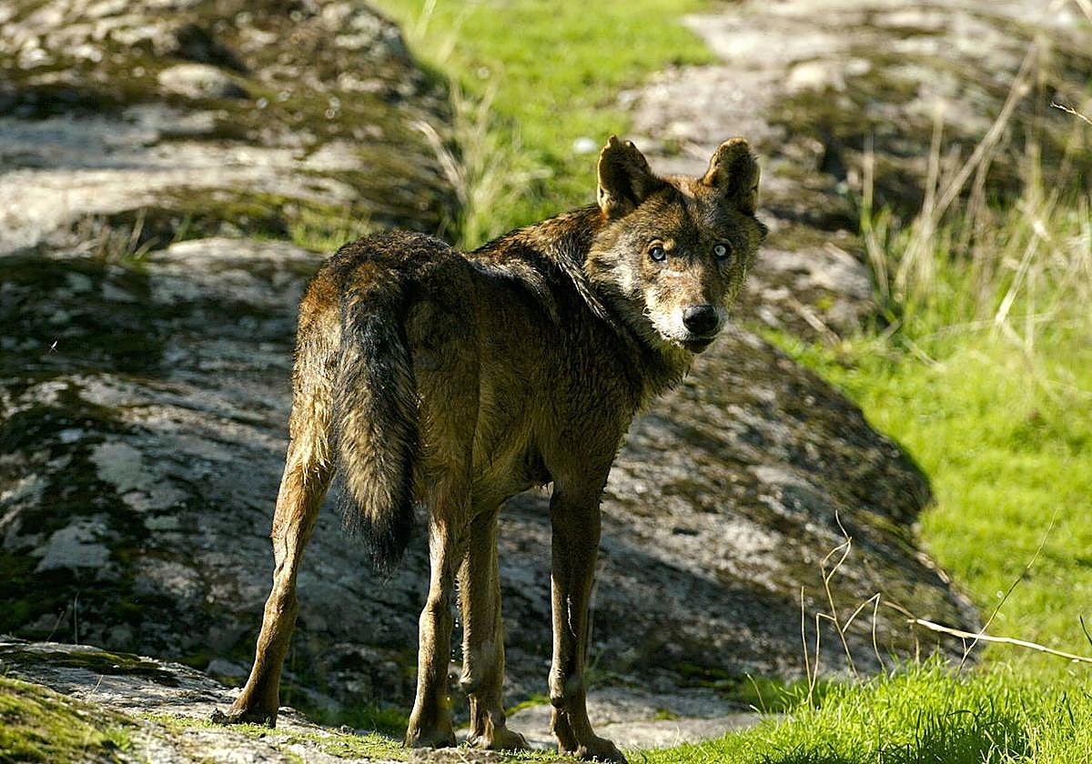 El Congreso tramitará una ley para relajar la protección del lobo, pese a a la oposición del Gobierno