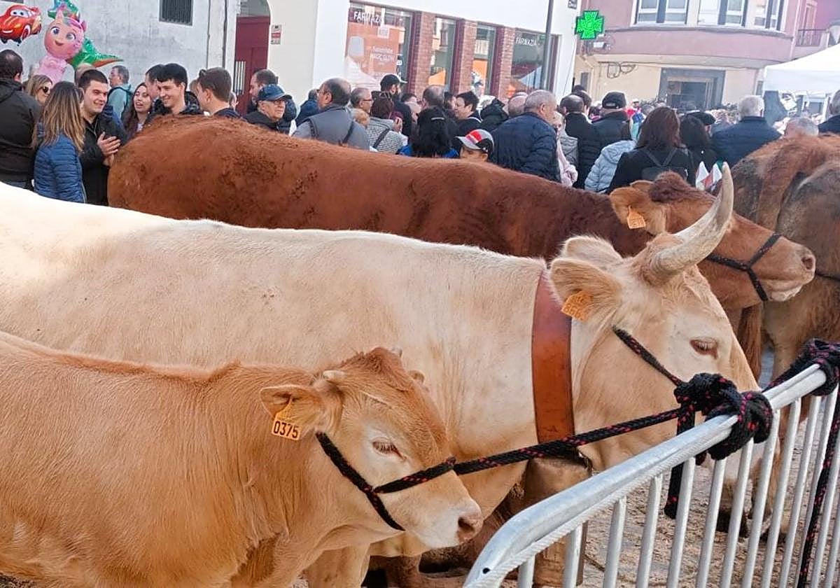 El ganado de loscaseríos locales lució flamante en Kale Nagusia.