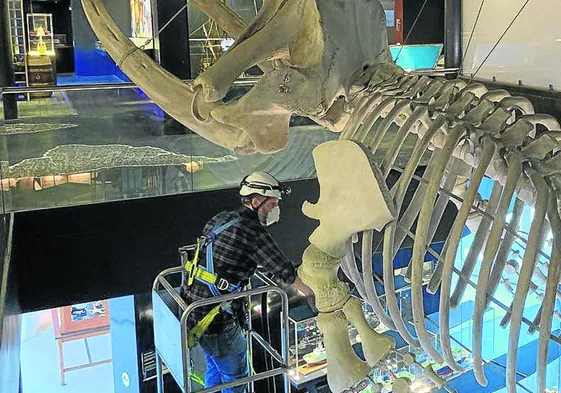 Alejandro Larrodé, subido a una grúa, procede a limpiar el polvo depositado en los huesos queforman el esqueleto de laballena en el Aquarium.