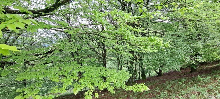 Baztarla: la melodía del monte sobre Leitza