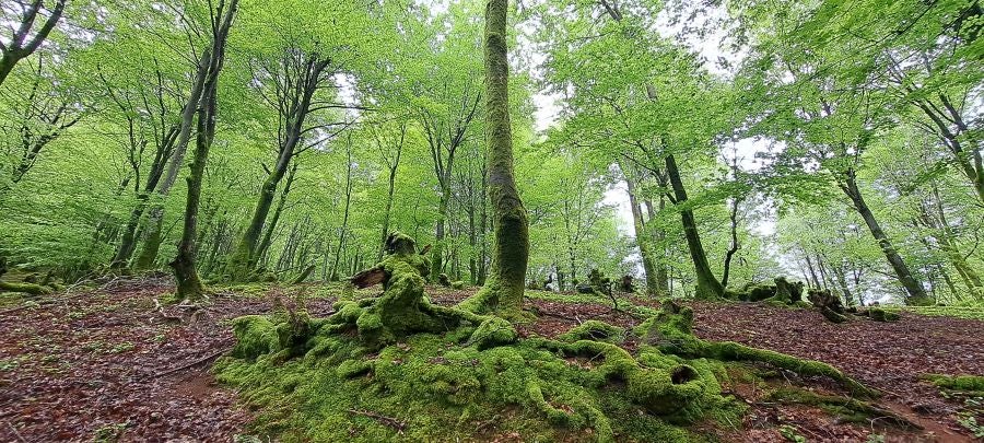 Baztarla: la melodía del monte sobre Leitza