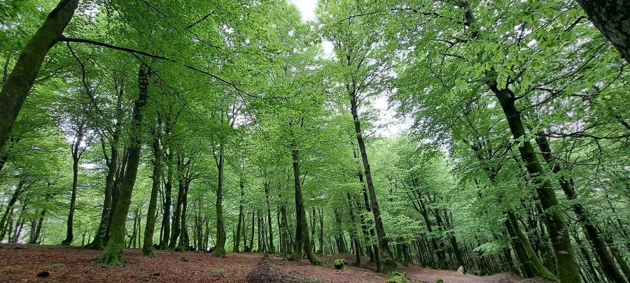 Baztarla: la melodía del monte sobre Leitza