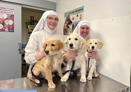 Denuncian el criadero ilegal de perros del convento de las clarisas rebeldes de Belorado