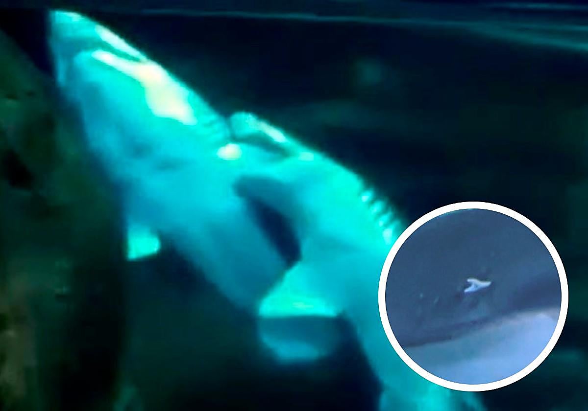 'Txuri', el tiburón toro macho, enganchado a la aleta izquierda de 'Conchita', en plena ceremonia de cortejo en el Aquarium. En detalle, un diente incrustado en el lateral de 'Conchita'.