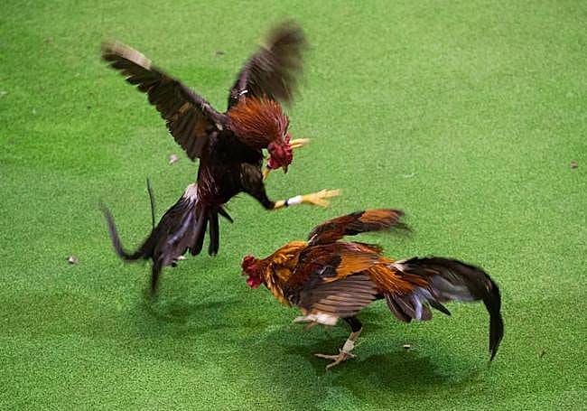 Dos gallos en plena lucha.