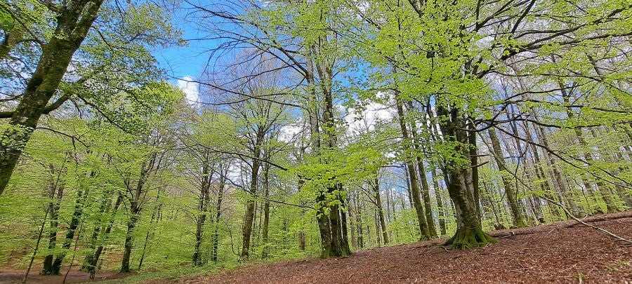 Ireber, muy popular entre los senderistas