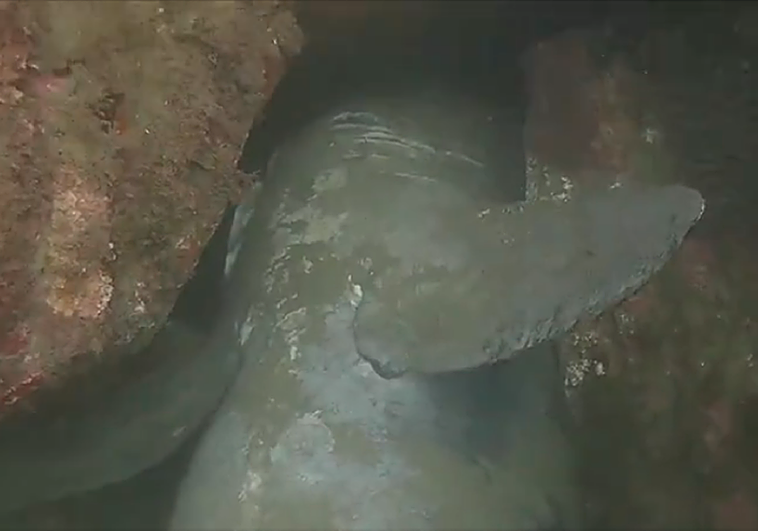 El cadáver de la hembra de tiburón peregrino se encuentra en el dique de Getaria, a unos diez metros de profundidad, entre dos rocas