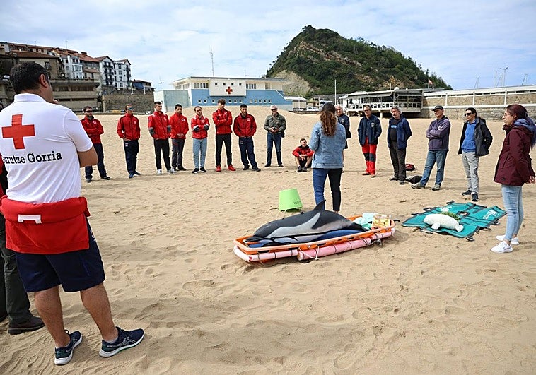 Miembros de servicios de emergencia, en el curso para aprender a actuar ante un animal varado. Los eproepro epr opero peor pe orpe orprtrptoprot proteorpeorp eorpeorperiza.