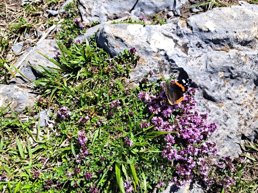 La belleza natural del Hernio