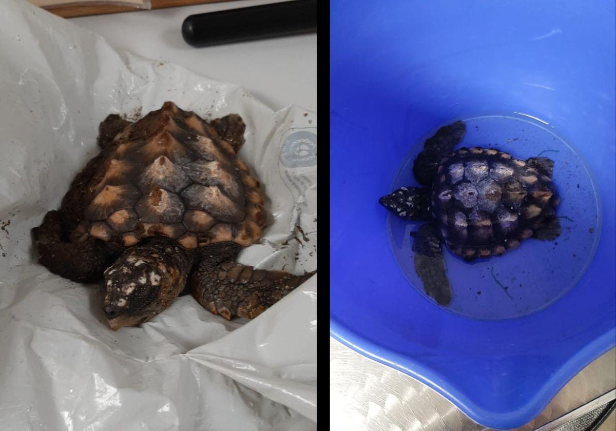 Dos imágenes tomadas tras el rescate del ejemplar de tortuga boba.