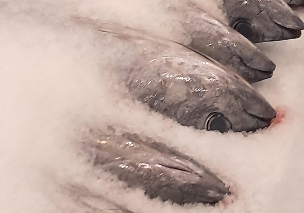 Ejemplares de bonito descargados este martes en el puerto de Pasaia