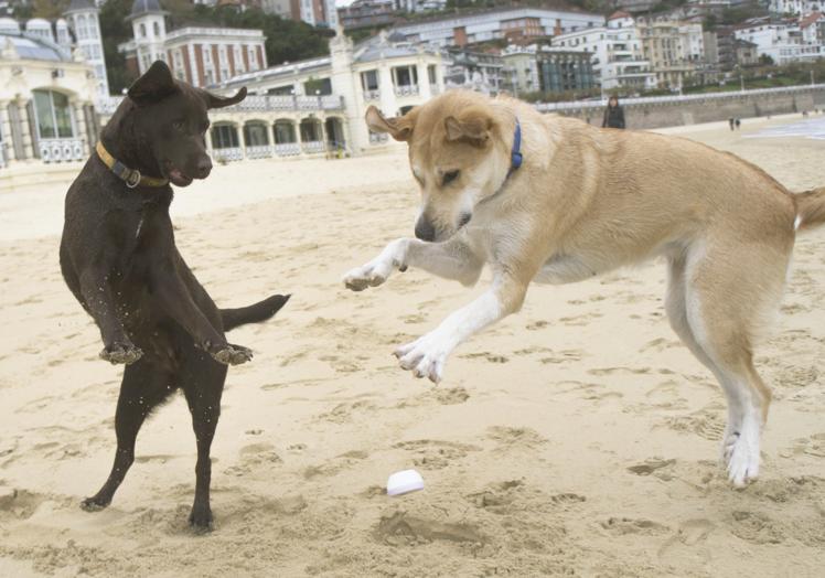 Kyra y Maui jugando en la playa de La Concha