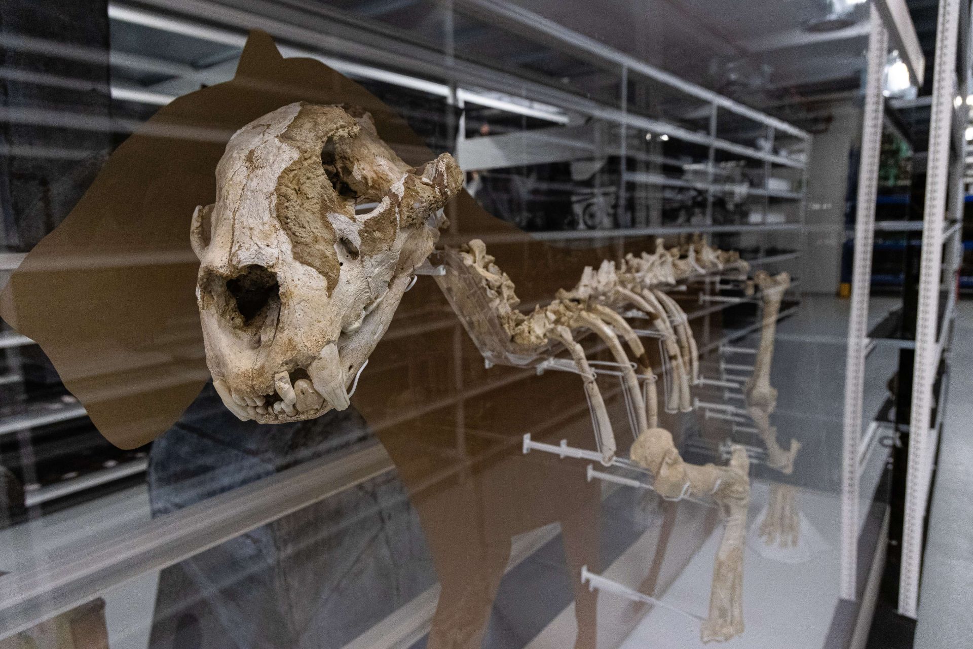 Restos óseos que se conservan en Gordailua.