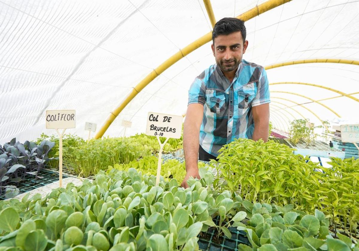 Waqar Ahmed, en trabajando en su invernadero de Arama.