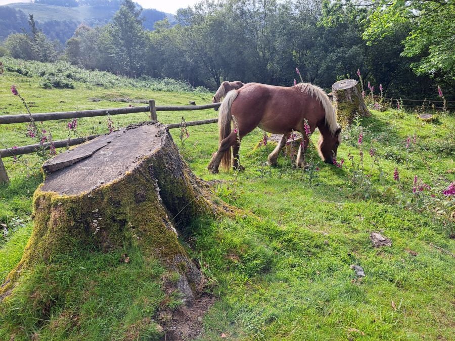 Aiako Harria custodia los tesoros de este coto minero