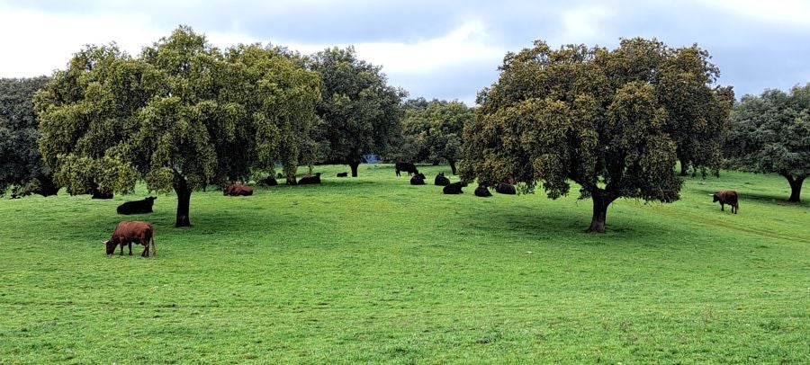 Malvana, un mirador a la Sierra de Gata