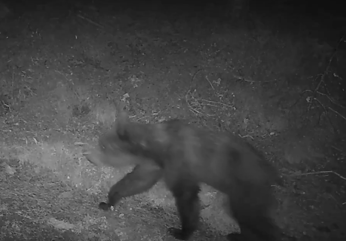 &#039;Pillado&#039; el oso del Valle de Roncal