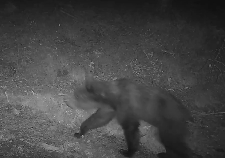 Vídeo: Imágenes captadas de un oso en Garde