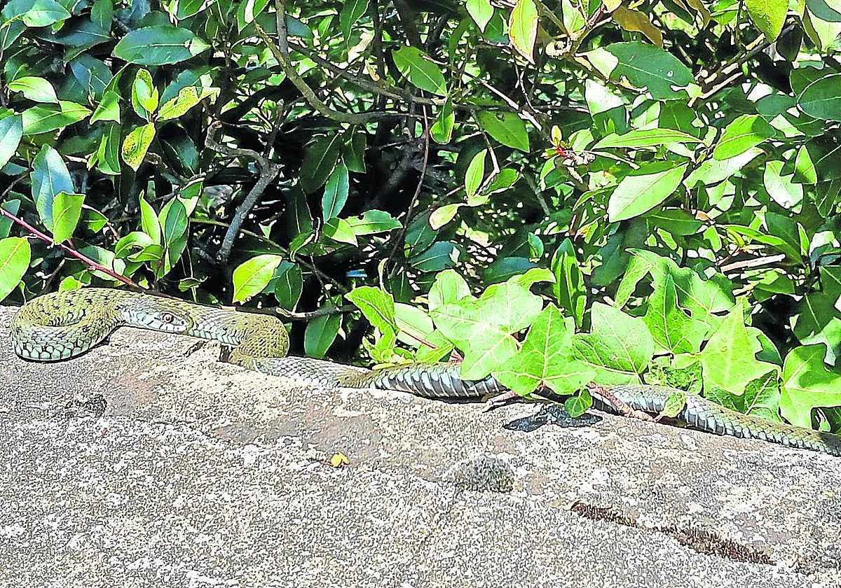 Una culebra collar vistaen un camino cercanoa la playa de Santiagoen Zumaia.