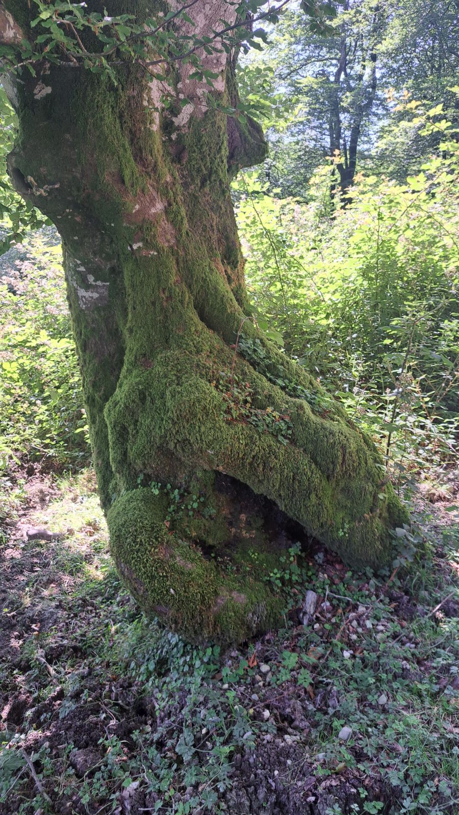 Magia y mitología en una de las bellezas naturales de Navarra